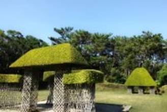 【らんの花祭りうりずん2026】花が降りそそぐようなシャワートンネルが圧巻！｜ 沖縄県