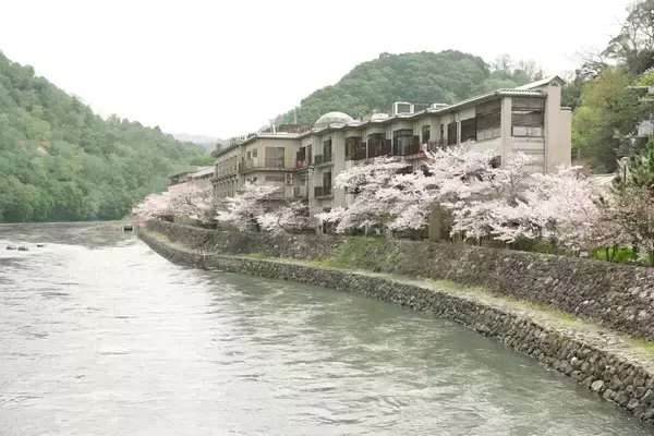 「【京都・宇治で桜とグルメを楽しむ】宇治川沿いの飲食店＆お土産処3店舗でお花見フェア開催」の画像