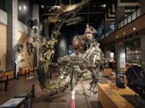 【GW限定】福岡空港から約35分！天草エアラインで行く「天草・御所浦恐竜の島博物館日帰りツアー」申し込み受付中