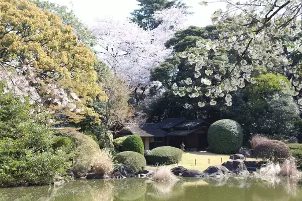 「【東京国立博物館でお花見を】桜モチーフの美術品＆庭園散策が楽しめる恒例企画！3月10日から開催」の画像