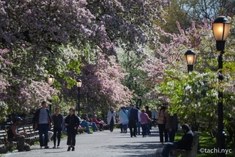 【ニューヨーク旅学事典13】ニューヨークの春を楽しむ「リバーサイド・パーク」