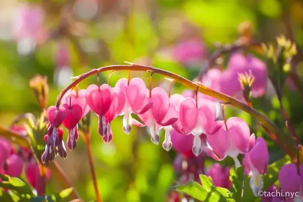 「【ニューヨーク旅学事典13】ニューヨークの春を楽しむ「リバーサイド・パーク」」の画像