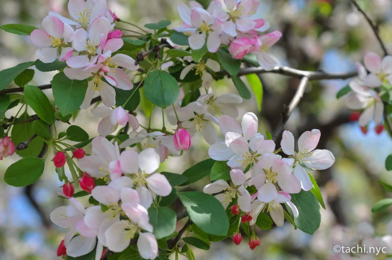 【ニューヨーク旅学事典13】ニューヨークの春を楽しむ「リバーサイド・パーク」