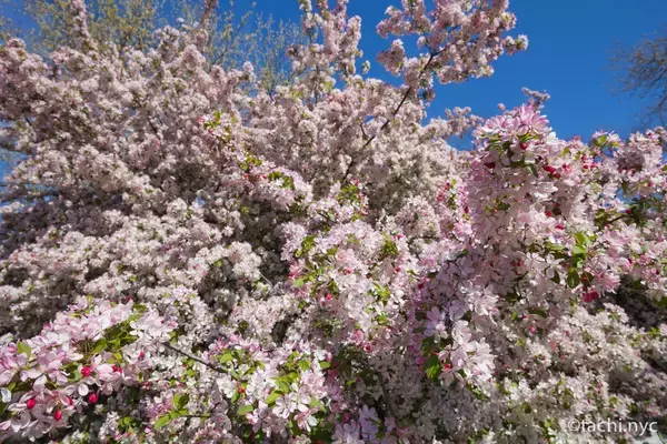 「【ニューヨーク旅学事典13】ニューヨークの春を楽しむ「リバーサイド・パーク」」の画像