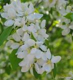 「【ニューヨーク旅学事典13】ニューヨークの春を楽しむ「リバーサイド・パーク」」の画像15