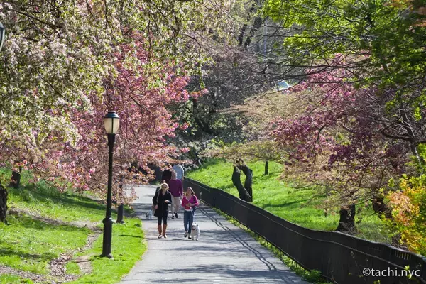 「【ニューヨーク旅学事典13】ニューヨークの春を楽しむ「リバーサイド・パーク」」の画像