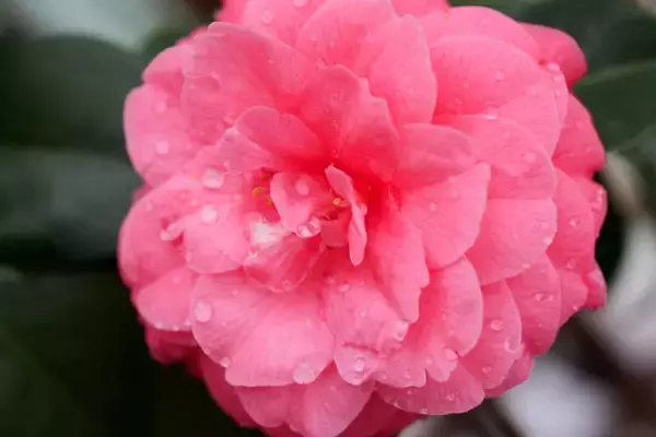 「【京都府立植物園】早春の草花展や没入型エンターテインメントも！「The First Bloom ―春を先どる1万の花―」」の画像