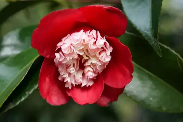 「【京都府立植物園】早春の草花展や没入型エンターテインメントも！「The First Bloom ―春を先どる1万の花―」」の画像