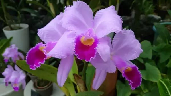 「【京都府立植物園】早春の草花展や没入型エンターテインメントも！「The First Bloom ―春を先どる1万の花―」」の画像