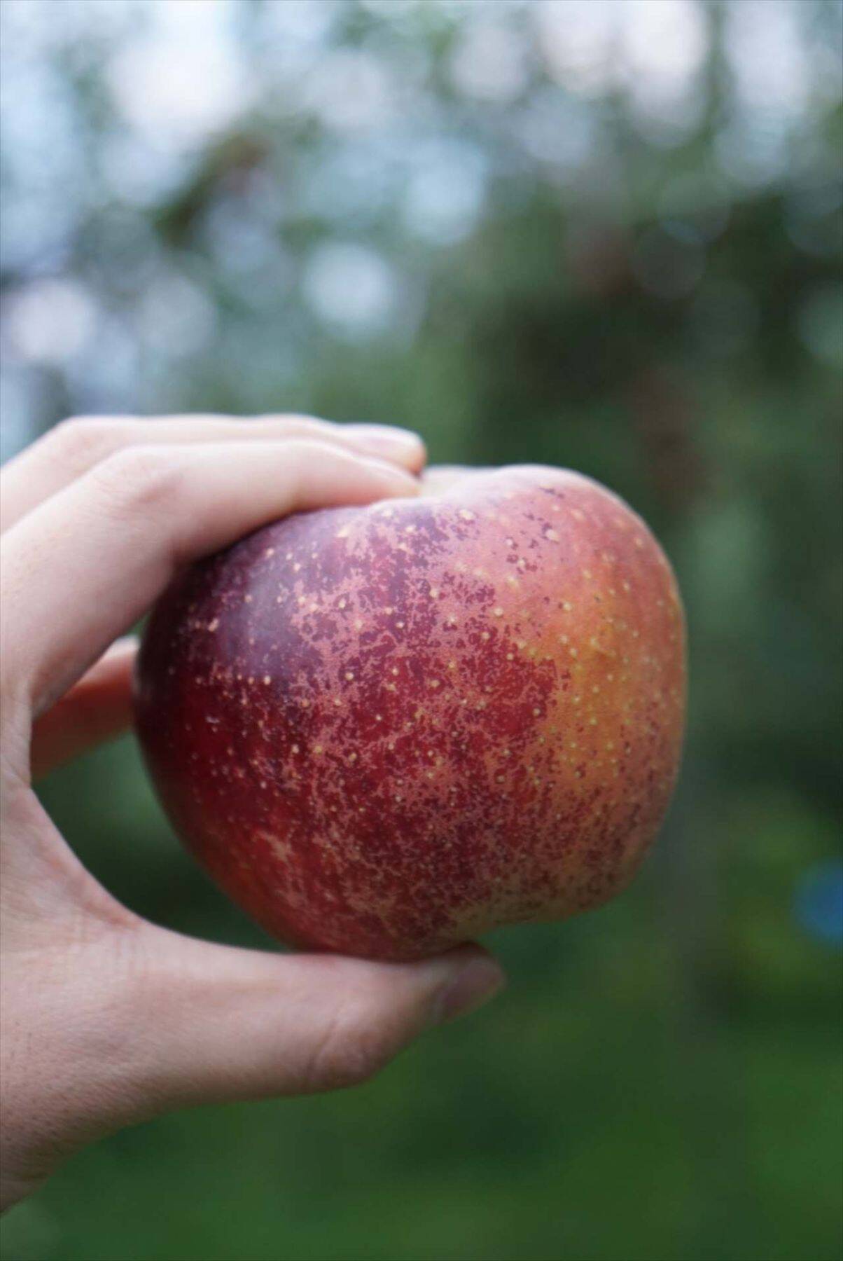 りんご飴ソフト・りんごバスクチーズなど長野産りんごのスイーツを楽しめる「旬彩果匠ゑびす堂」リニューアルオープン！