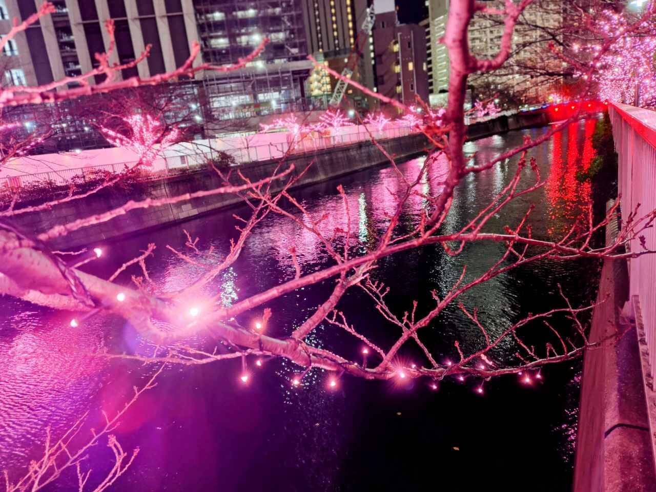 使用済み食用油が“39万個の桜”を輝かす「目黒川みんなのイルミネーション2025」大崎～五反田｜2026年1月末まで