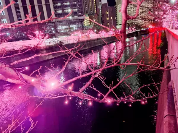 「使用済み食用油が“39万個の桜”を輝かす「目黒川みんなのイルミネーション2025」大崎～五反田｜2026年1月末まで」の画像