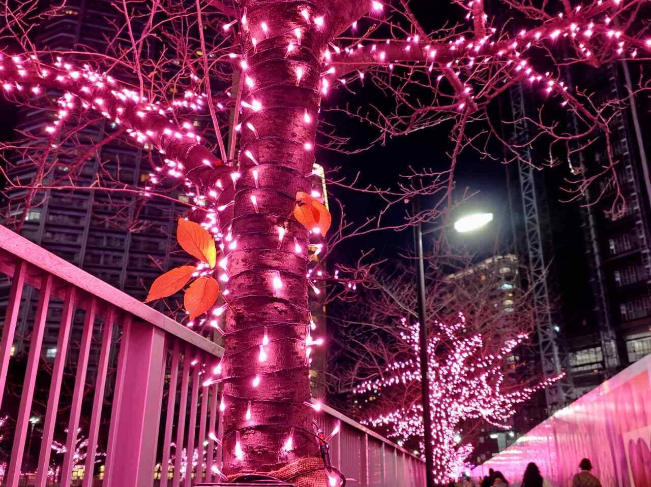 使用済み食用油が“39万個の桜”を輝かす「目黒川みんなのイルミネーション2025」大崎～五反田｜2026年1月末まで