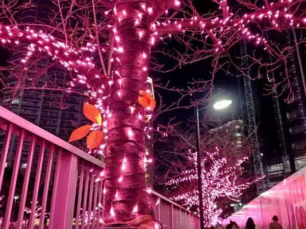 「使用済み食用油が“39万個の桜”を輝かす「目黒川みんなのイルミネーション2025」大崎～五反田｜2026年1月末まで」の画像