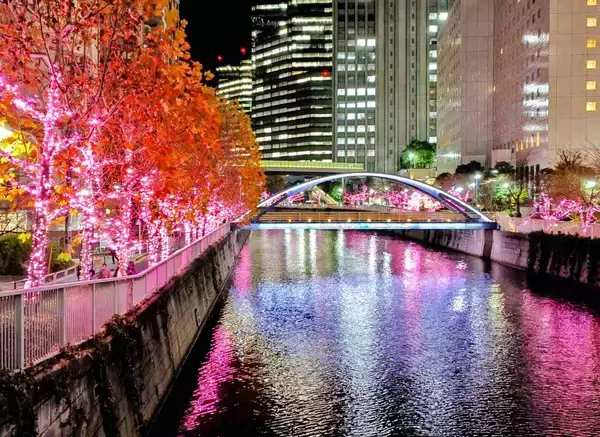 「使用済み食用油が“39万個の桜”を輝かす「目黒川みんなのイルミネーション2025」大崎～五反田｜2026年1月末まで」の画像