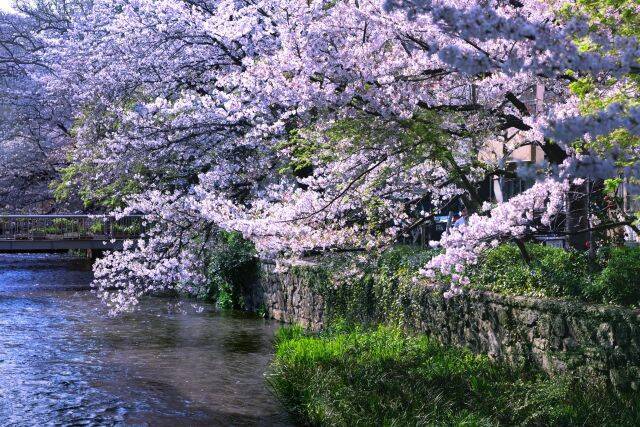 4名まで泊まれる一棟貸し京町家「HITOTOSE 春-京都祇園白川-」9月オープン！