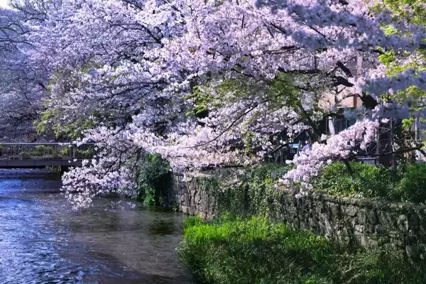 「4名まで泊まれる一棟貸し京町家「HITOTOSE 春-京都祇園白川-」9月オープン！」の画像