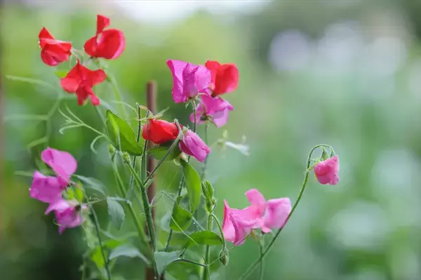 「【１月２１日】今日は何の日？「春の花」の代名詞「スイートピーの日」」の画像