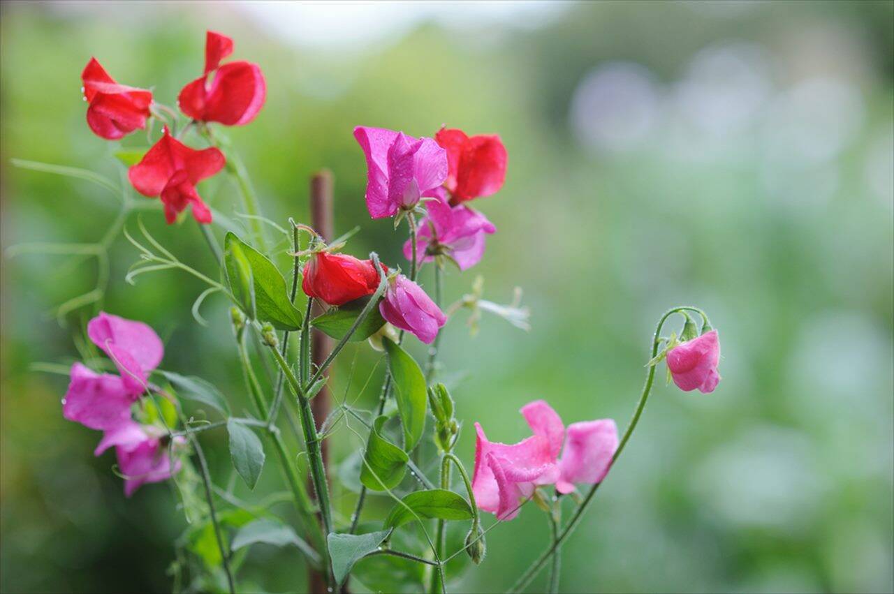 【１月２１日】今日は何の日？「春の花」の代名詞「スイートピーの日」