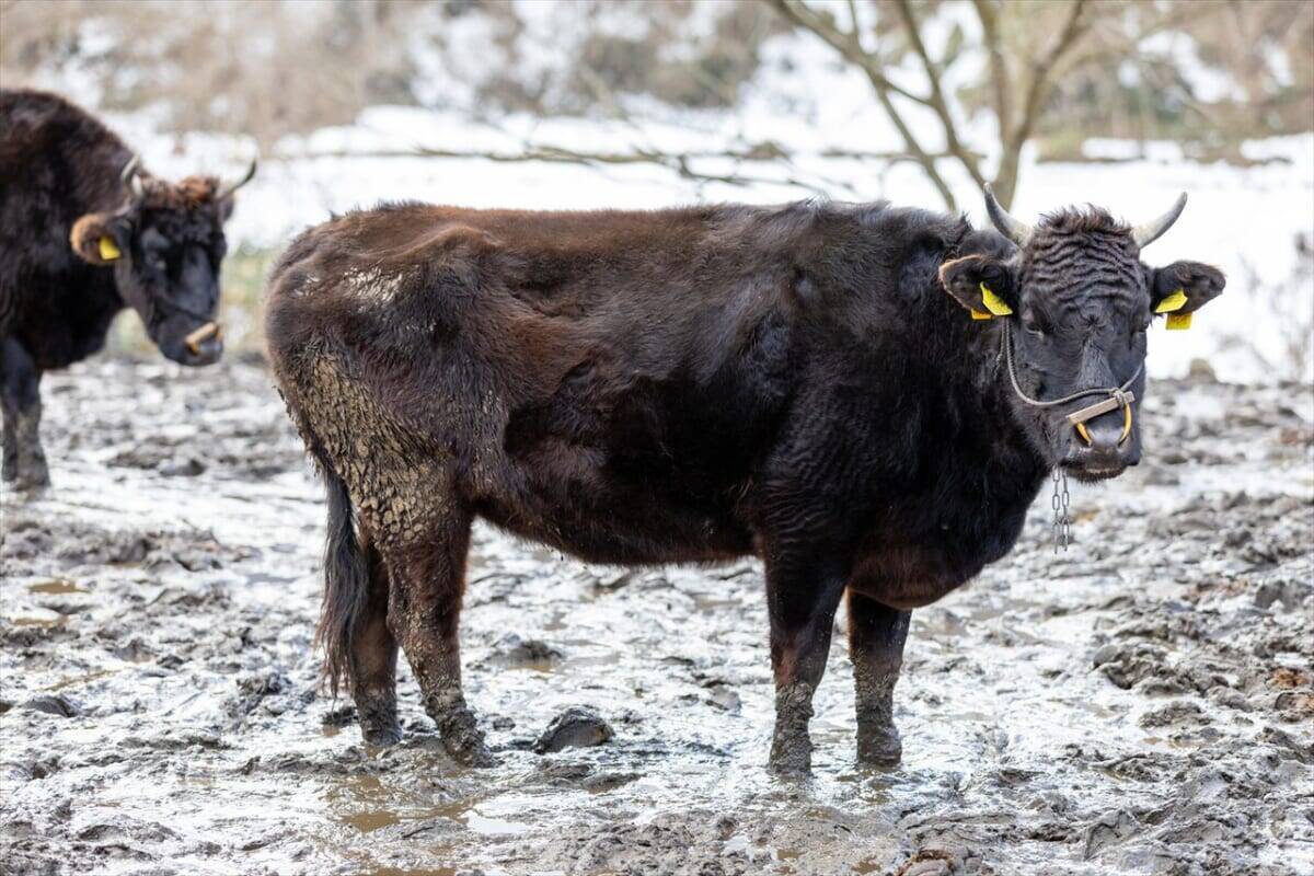 フルーツだけじゃない！知事も熱弁する岡山県の新たな観光デスティネーションは「おかやま肉グルメ×温泉×アート」