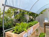「「絶滅危惧種」は野菜にもあった！酷暑を乗り越える素材「SOLAMENT」と楽しむ特別体験｜下北沢・BONUS TRACK」の画像8