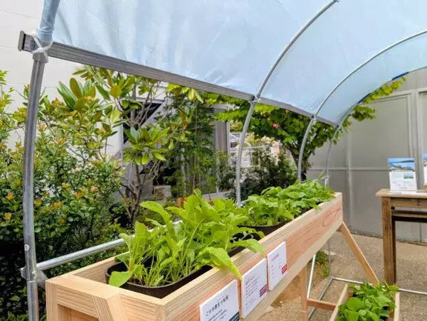 「「絶滅危惧種」は野菜にもあった！酷暑を乗り越える素材「SOLAMENT」と楽しむ特別体験｜下北沢・BONUS TRACK」の画像
