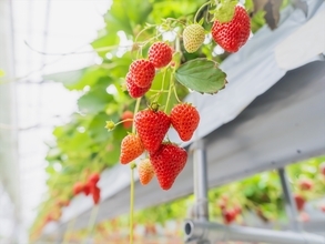 【千葉で完熟イチゴの摘み取り体験】観光農園「BerryBeanFARM（ベリービーンファーム）」がオープン