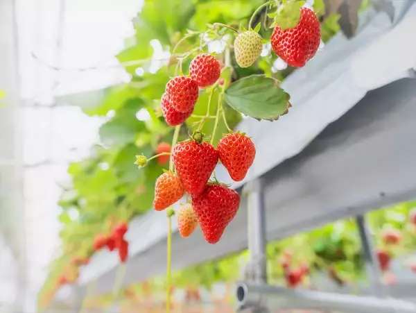 【千葉で完熟イチゴの摘み取り体験】観光農園「BerryBeanFARM（ベリービーンファーム）」がオープン