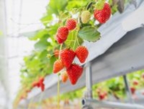 【千葉で完熟イチゴの摘み取り体験】観光農園「BerryBeanFARM（ベリービーンファーム）」がオープン