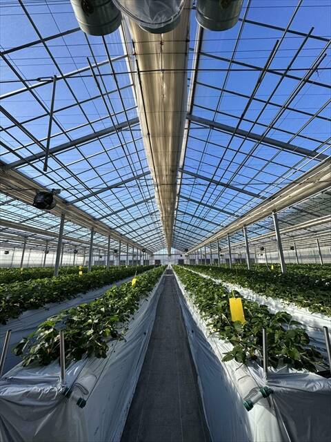 【千葉で完熟イチゴの摘み取り体験】観光農園「BerryBeanFARM（ベリービーンファーム）」がオープン