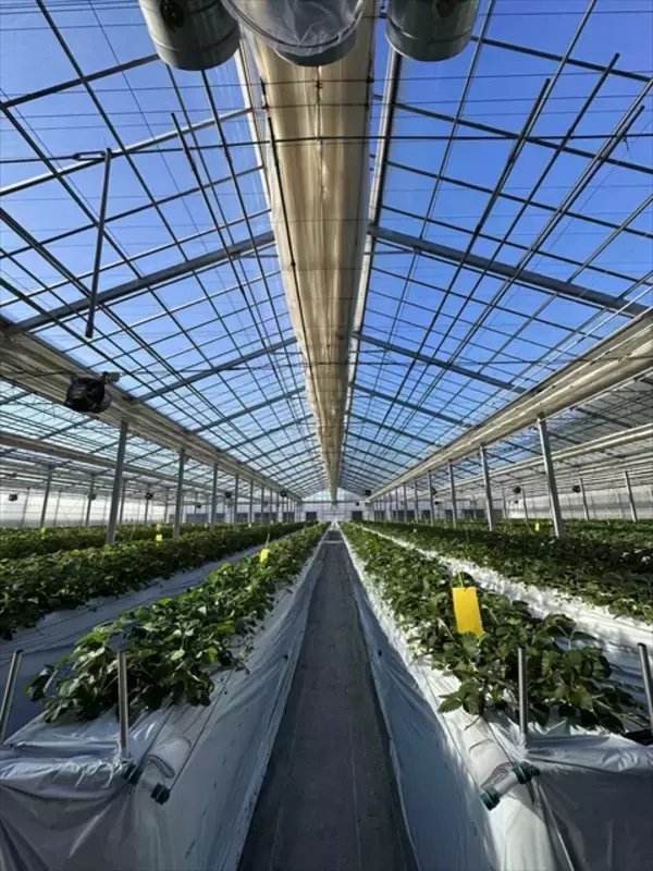 「【千葉で完熟イチゴの摘み取り体験】観光農園「BerryBeanFARM（ベリービーンファーム）」がオープン」の画像