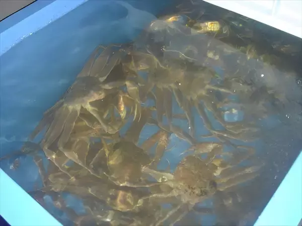 「【島根県・隠岐諸島「松葉ガニ漁」解禁】鮮度と美しさが別格！その理由は伝統の篭漁にあった」の画像