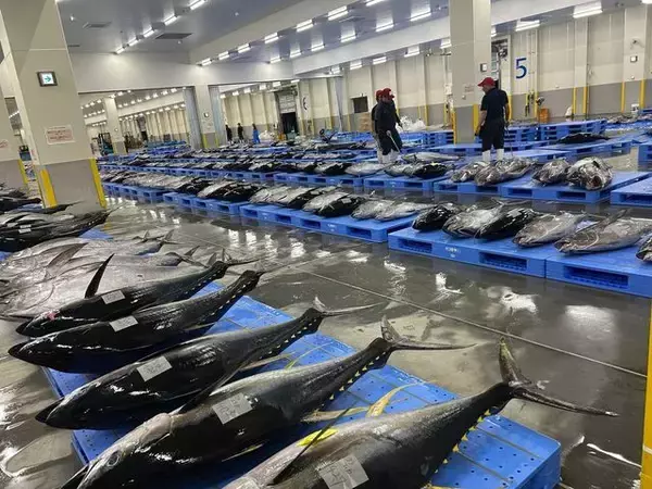 「【成城石井の革命的「天然“生”まぐろ」もう食べた？】一度も冷凍しないで沖縄から直送！刺身・寿司・漬けなど全8種類」の画像