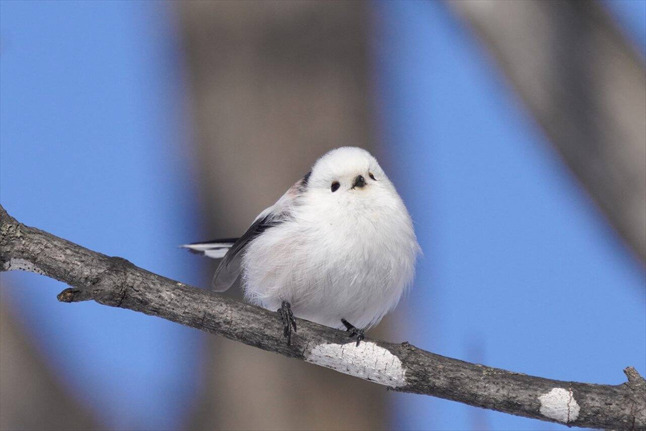 １月２０日 今日は何の日 北海道の雪の妖精 シマエナガの日 22年1月日 エキサイトニュース