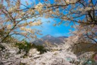 観音寺川の桜並木・亀ヶ城公園など桜の名所を巡る！「猪苗代桜周遊バス」4月18日から運行｜福島県