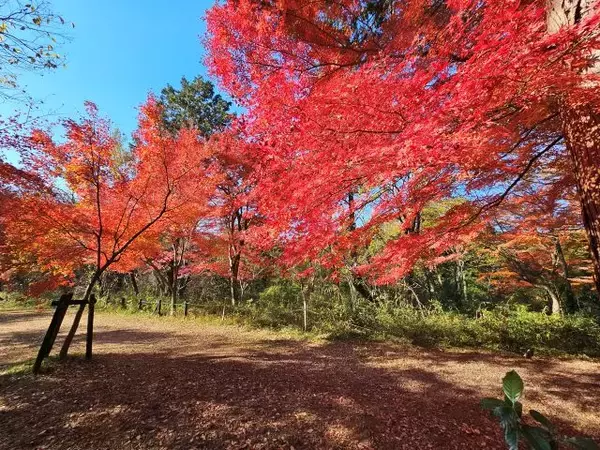 「【嵐山渓谷紅葉まつり・イベントDay】ご当地グルメのキッチンカーや農作物も買える！ ｜埼玉県」の画像