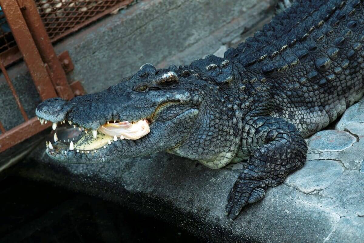 【伊豆・熱川バナナワニ園】個性豊かな6人の作家が表現！企画展「ワニのいるところ」開催