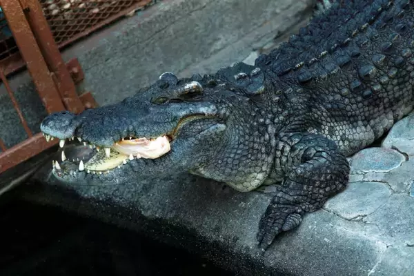 「【伊豆・熱川バナナワニ園】個性豊かな6人の作家が表現！企画展「ワニのいるところ」開催」の画像