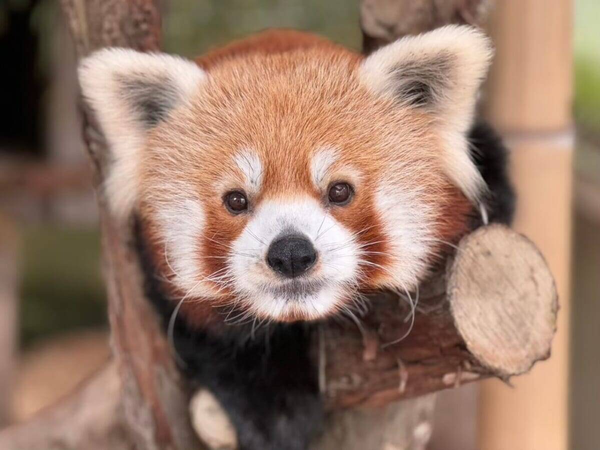 【伊豆・熱川バナナワニ園】個性豊かな6人の作家が表現！企画展「ワニのいるところ」開催