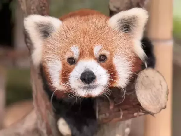 「【伊豆・熱川バナナワニ園】個性豊かな6人の作家が表現！企画展「ワニのいるところ」開催」の画像