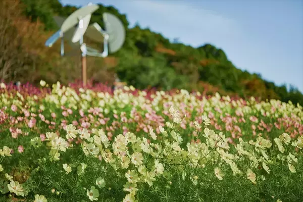 「【神戸布引ハーブ園】ガーデン散策や優雅なランチタイムで秋満喫「GARDEN FEST 2025-Autumn- のんびり、ぶらり、秋散歩」」の画像
