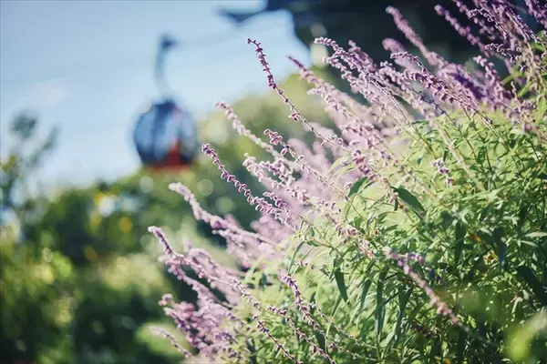 「【神戸布引ハーブ園】ガーデン散策や優雅なランチタイムで秋満喫「GARDEN FEST 2025-Autumn- のんびり、ぶらり、秋散歩」」の画像