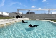 都心から約1時間！完全貸切のプール付きドッグラン「LITTLE LAGOON」がオープン｜茨城県つくば市