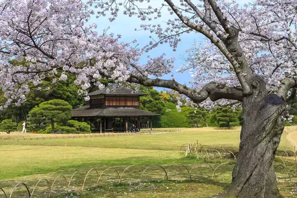 【岡山県でお花見するならここ！】日本三名園・岡山後楽園から海の絶景まで！春の桜スポット5選
