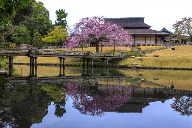 【岡山県でお花見するならここ！】日本三名園・岡山後楽園から海の絶景まで！春の桜スポット5選