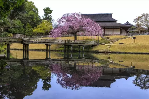 「【岡山県でお花見するならここ！】日本三名園・岡山後楽園から海の絶景まで！春の桜スポット5選」の画像