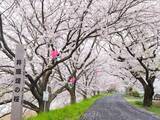 「【岡山県でお花見するならここ！】日本三名園・岡山後楽園から海の絶景まで！春の桜スポット5選」の画像5