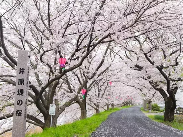 「【岡山県でお花見するならここ！】日本三名園・岡山後楽園から海の絶景まで！春の桜スポット5選」の画像
