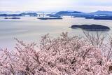 「【岡山県でお花見するならここ！】日本三名園・岡山後楽園から海の絶景まで！春の桜スポット5選」の画像7
