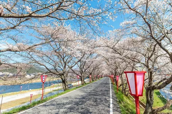 「【岡山県でお花見するならここ！】日本三名園・岡山後楽園から海の絶景まで！春の桜スポット5選」の画像